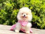 Orjinal Pomeranian Boo