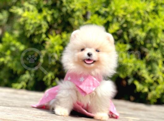 Orjinal Pomeranian Boo görsel