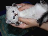 Birbirinden Güzel Pamuk Toplarımız Yeni Evlerini Arıyor