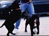 Anne Baba Ve Yavru Cane Corso