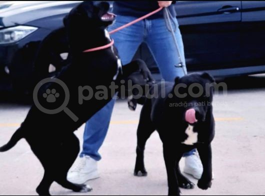 Anne Baba Ve Yavru Cane Corso görsel