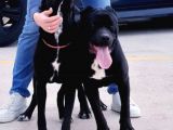 Anne Baba Ve Yavru Cane Corso