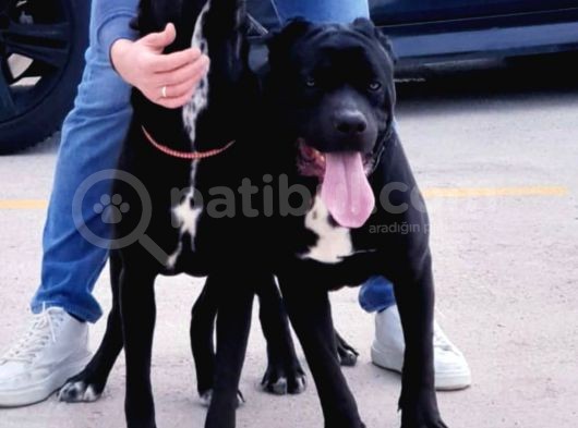 Anne Baba Ve Yavru Cane Corso