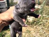 Anne Baba Ve Yavru Cane Corso