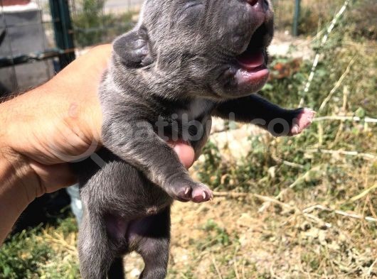 Anne Baba Ve Yavru Cane Corso görsel