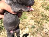 Anne Baba Ve Yavru Cane Corso