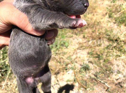 Anne Baba Ve Yavru Cane Corso görsel