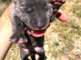 Anne Baba Ve Yavru Cane Corso