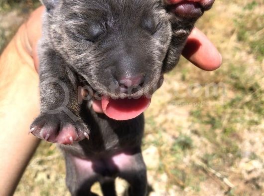 Anne Baba Ve Yavru Cane Corso görsel