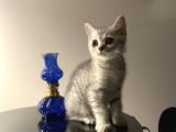 British Erkek Yavru