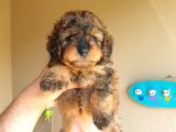 Nadi̇r Bulunan Blackten Toy Poodle Yavrum