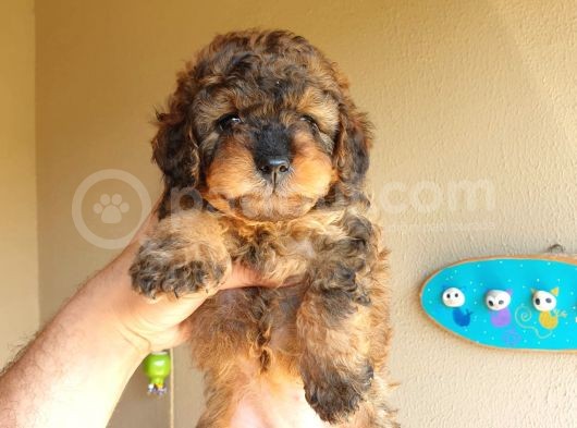 Nadi̇r Bulunan Blackten Toy Poodle Yavrum görsel