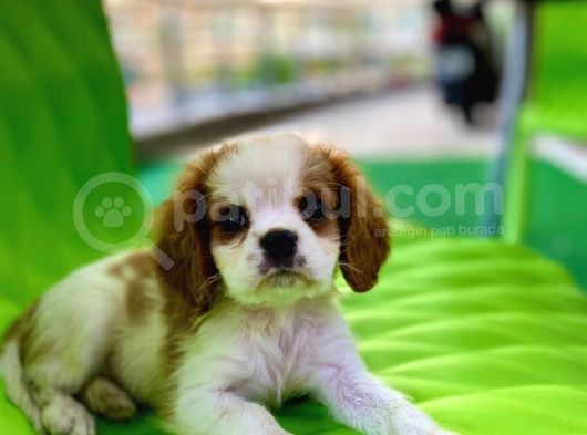 Safkan King Charles Cavalier Erkek Yavrumuz görsel