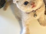 Muhteşem Güzellikte Scottish Fold Bebekler