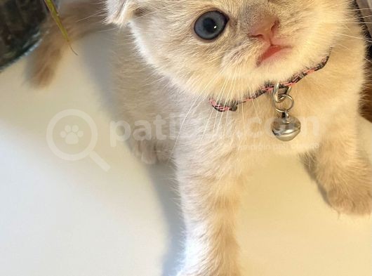 Muhteşem Güzellikte Scottish Fold Bebekler