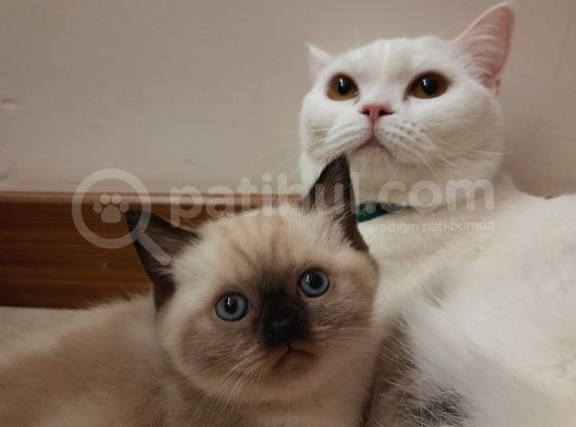 Blue Point Oğluşşş görsel