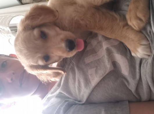 Golden Retriever