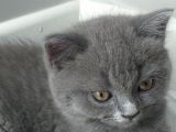 Safkan British Shorthair Yavrularimiz