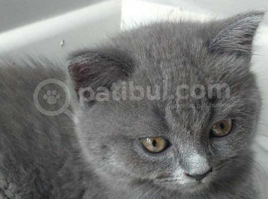 Safkan British Shorthair Yavrularimiz görsel