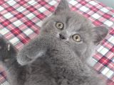 Safkan British Shorthair Yavrularimiz