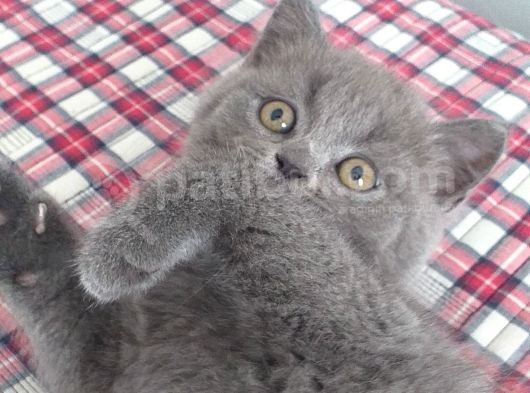 Safkan British Shorthair Yavrularimiz görsel