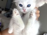 Melez British Shorthair Yavrularımız Sahiplendirilecektir