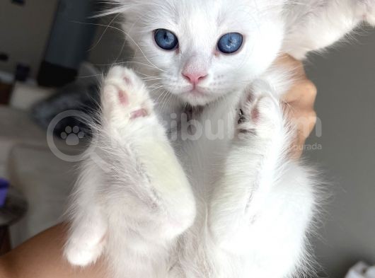 Melez British Shorthair Yavrularımız Sahiplendirilecektir görsel