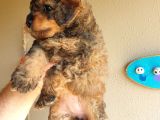 Nadi̇r Bulunan Blackten Toy Poodle Yavrum