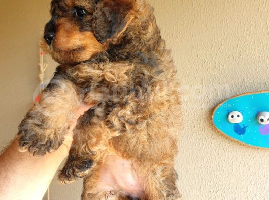 Nadi̇r Bulunan Blackten Toy Poodle Yavrum görsel