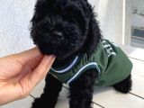 Muhteşem Black Toypoodle Bebi̇şler