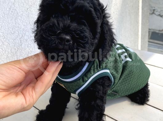 Muhteşem Black Toypoodle Bebi̇şler görsel