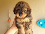 Nadi̇r Bulunan Blackten Toy Poodle Yavrum