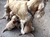 Safkan Ameri̇can Cocker Yavrularimiz