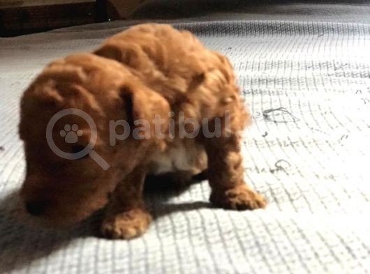 Safkan Toy Anne Babadan Red Yavru Torunumuza Sıcak Bir Yuva Arıyoruz görsel