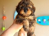 Nadi̇r Bulunan Blackten Toy Poodle Yavrum