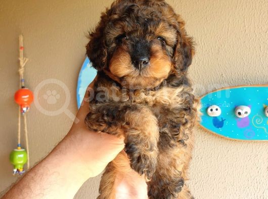 Nadi̇r Bulunan Blackten Toy Poodle Yavrum görsel