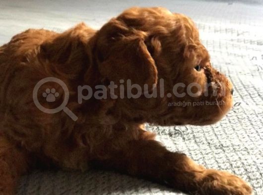 Safkan Toy Anne Babadan Red Yavru Torunumuza Sıcak Bir Yuva Arıyoruz görsel