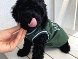 Muhteşem Black Toypoodle Bebi̇şler
