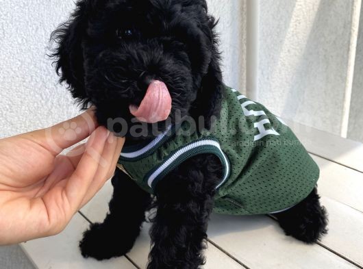 Muhteşem Black Toypoodle Bebi̇şler