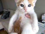 Melez British Shorthair Yavrularımız Sahiplendirilecektir