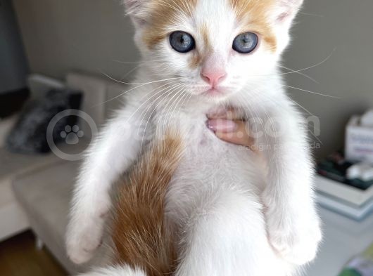 Melez British Shorthair Yavrularımız Sahiplendirilecektir görsel
