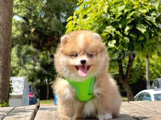 Safkan Pomeranian Boo Yavrular görsel