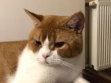 1 Yaşında Erkek British Shorthair