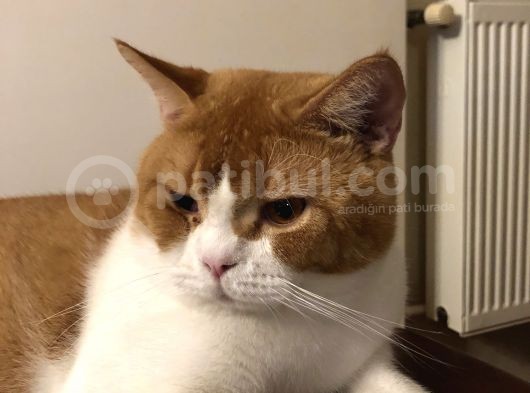 1 Yaşında Erkek British Shorthair