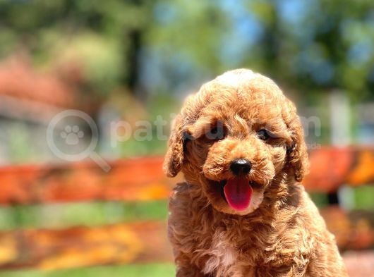 Bebek Surat Toy Poodle Yavrular