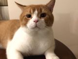 1 Yaşında Erkek British Shorthair