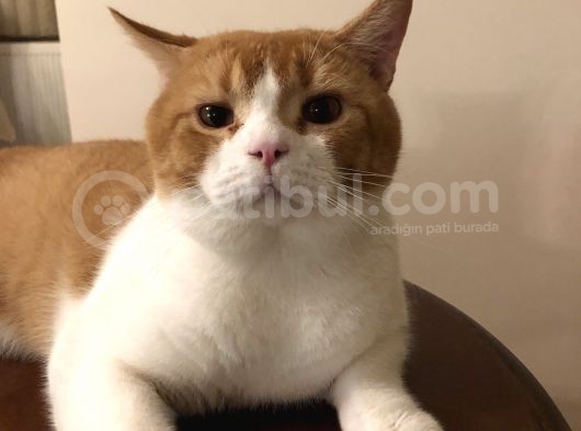 1 Yaşında Erkek British Shorthair görsel