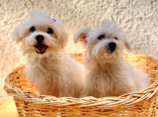Sevimli Maltese Terrier Dişi Yavrularımız