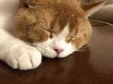 1 Yaşında Erkek British Shorthair