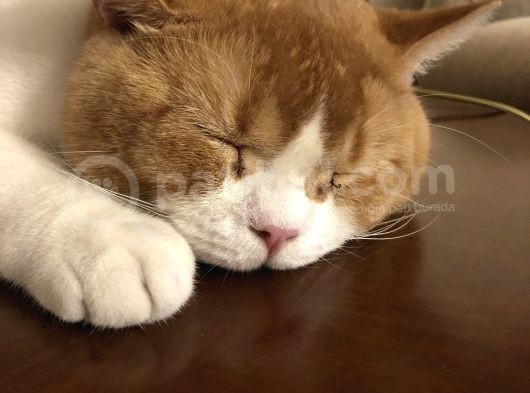 1 Yaşında Erkek British Shorthair görsel